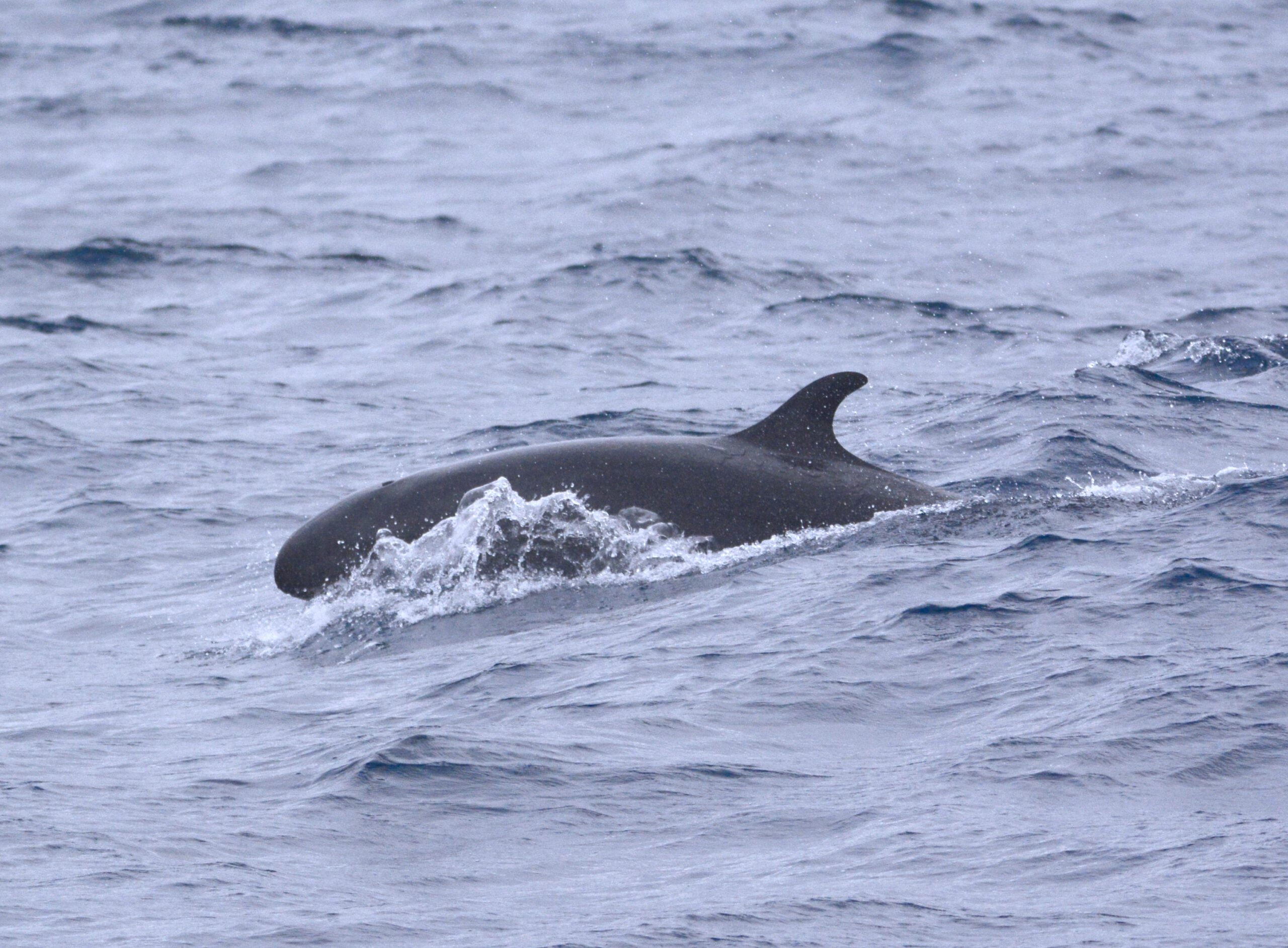 False Killer Whale