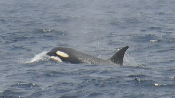 Orca