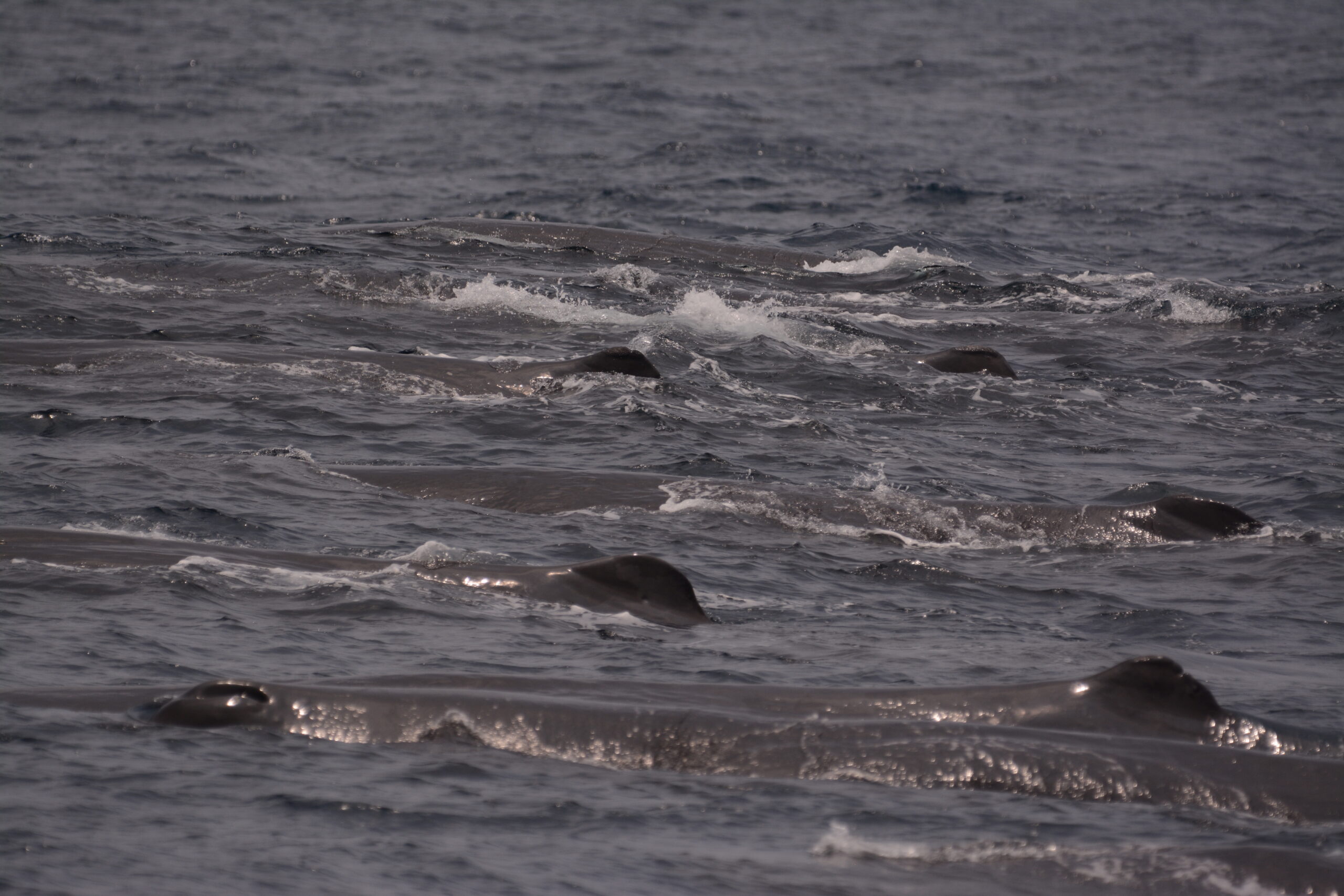 Sperm Whale