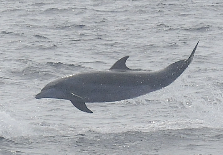Bottlenose dolphin
