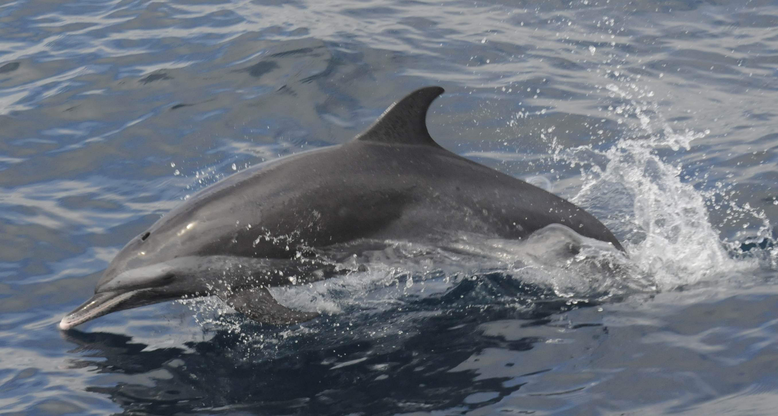 Pantropical spotted dolphins